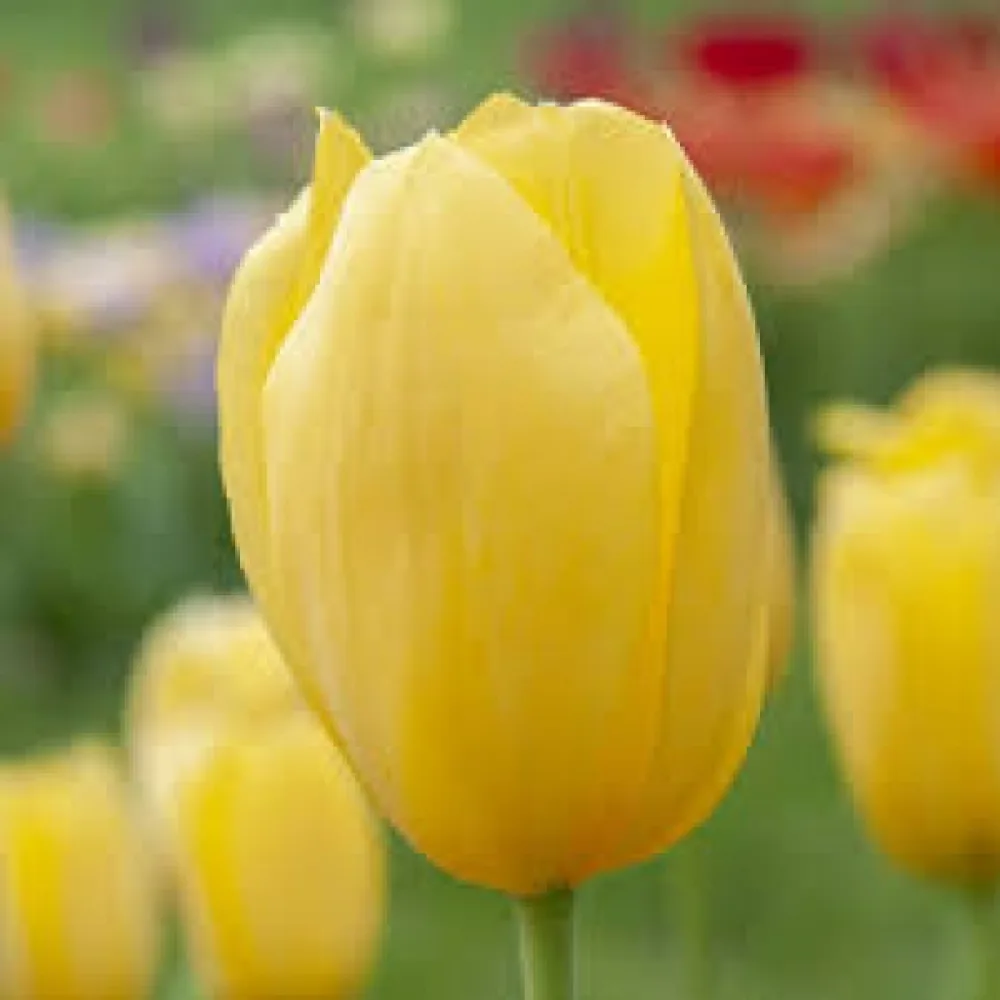 Tulipan Hella Lights (narančasti)