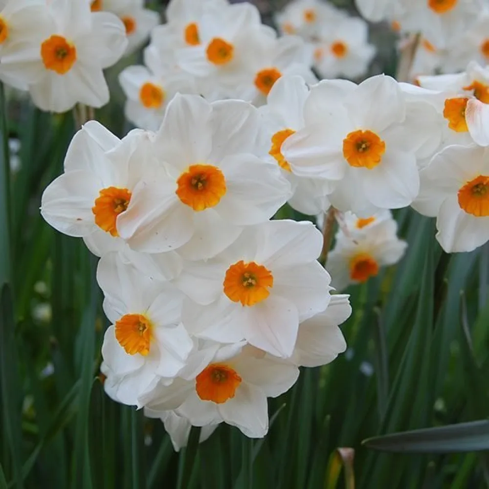 Narcis Geranium (narančasti)
