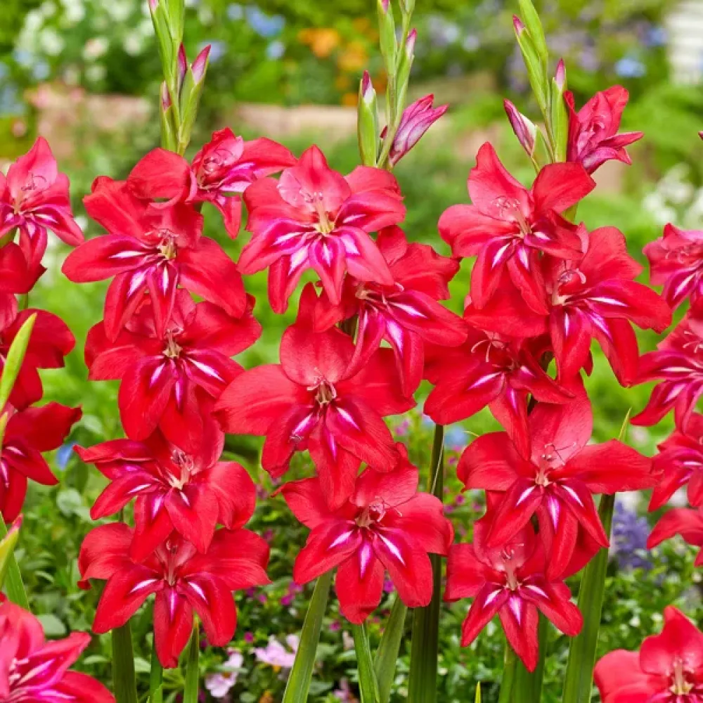 Gladiola Robinetta (ljubičasta)