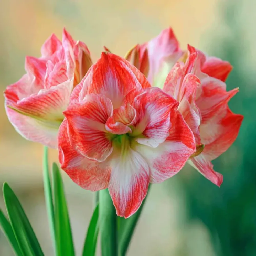 Amarilis Lady Jane (ružičasti)
