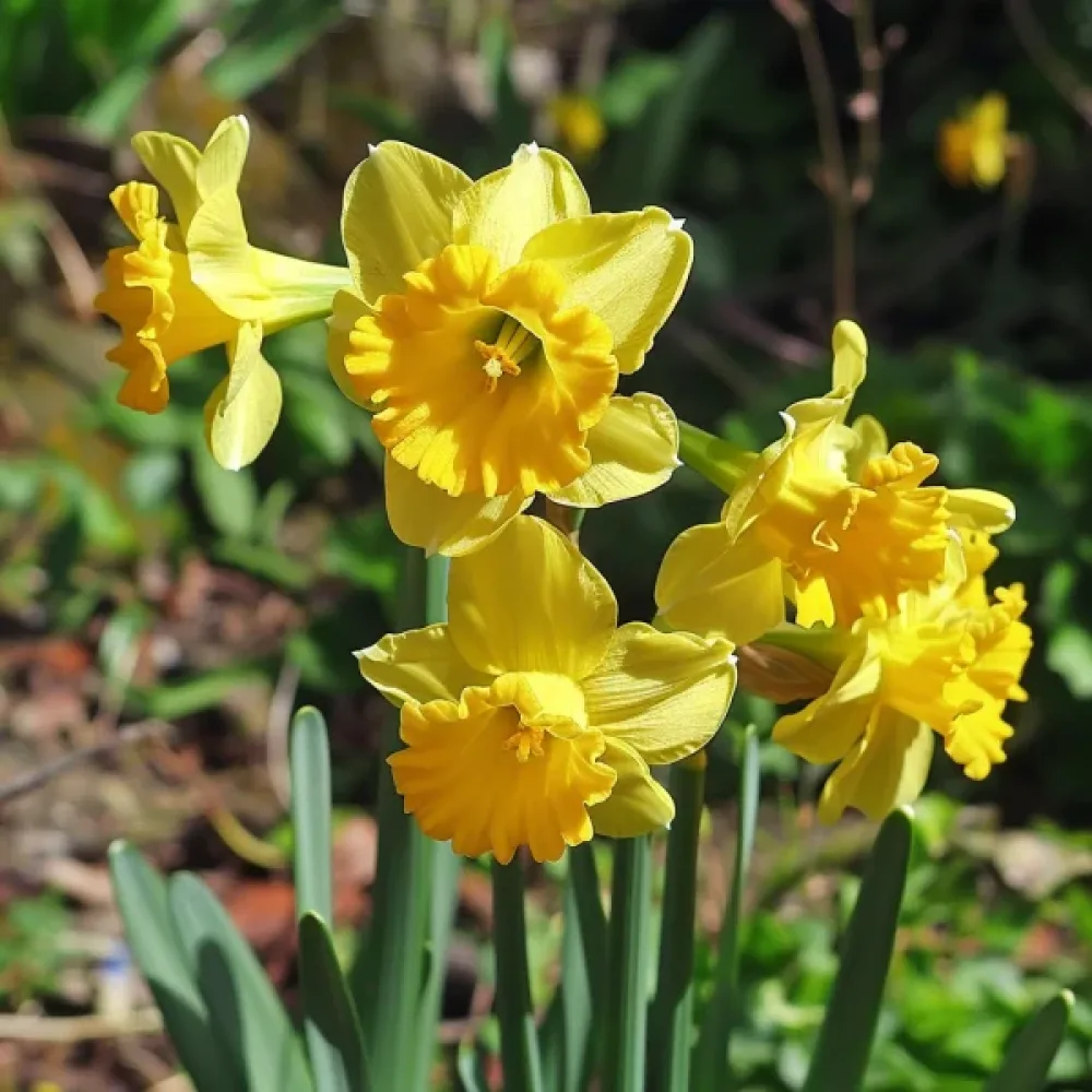 Narcis Quaill (žuti)