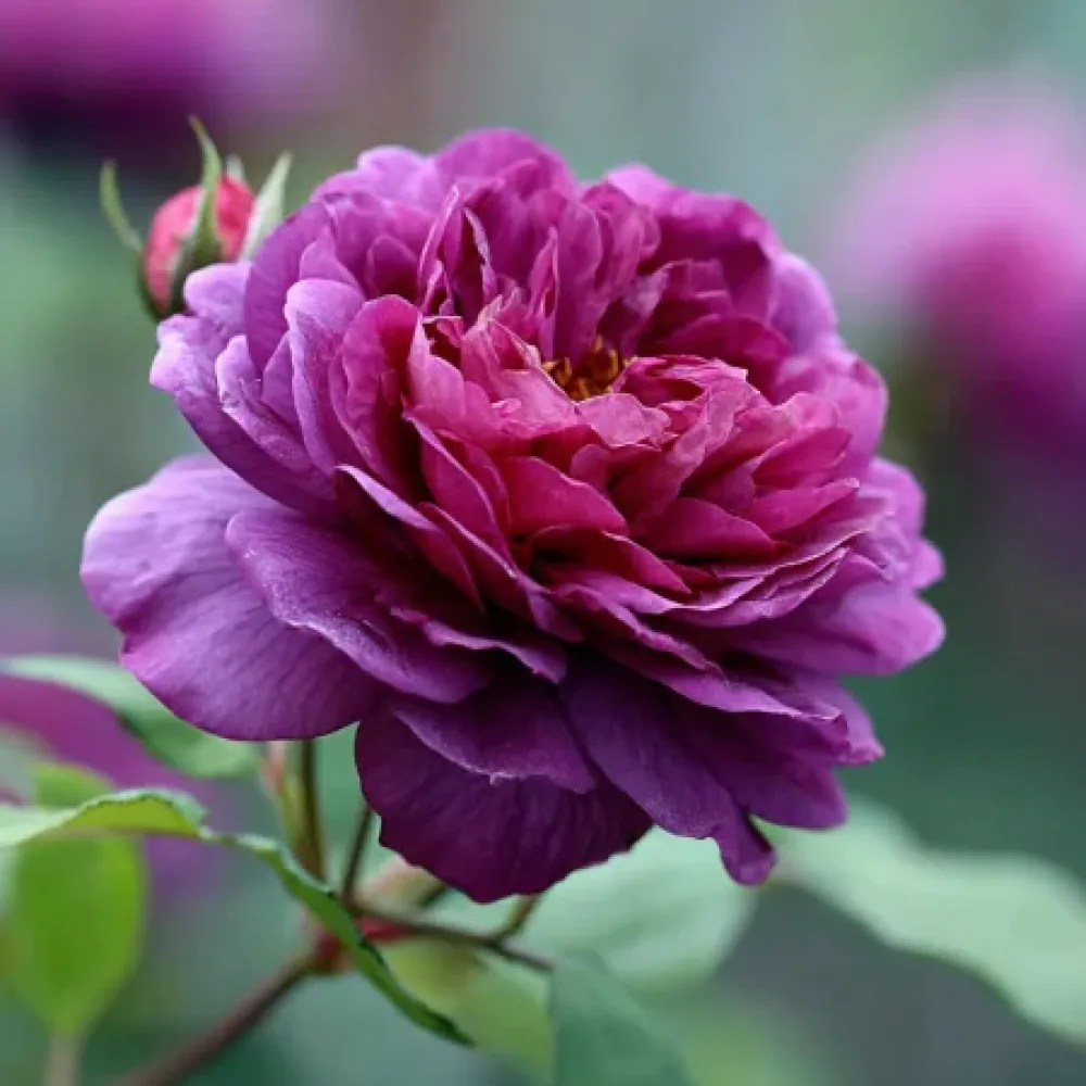 Ruža Purple Harmony (purpurna) - golog korijena