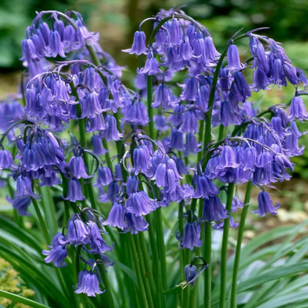 Zumbul Non-Scripta - Dutch Grown (engleski plavi)