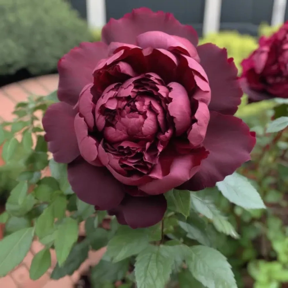 Ruža Dark Ambrosia (bordo) - golog korijena