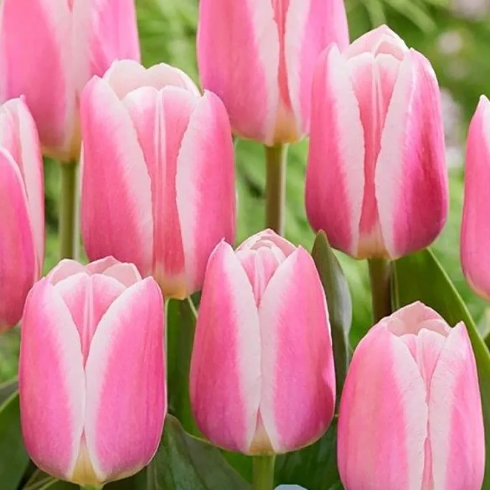 Tulipan Mandy Choice (ružičasti)