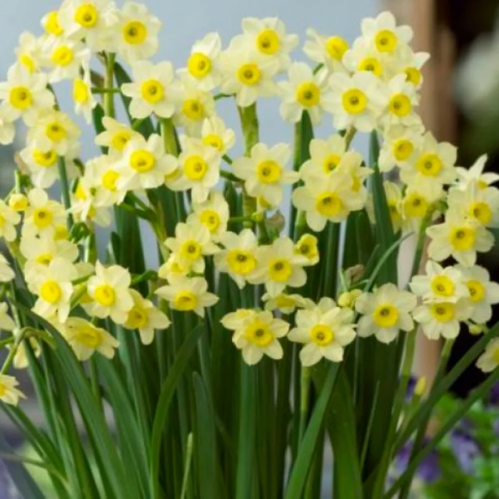 Narcis Minnow (bijeli)