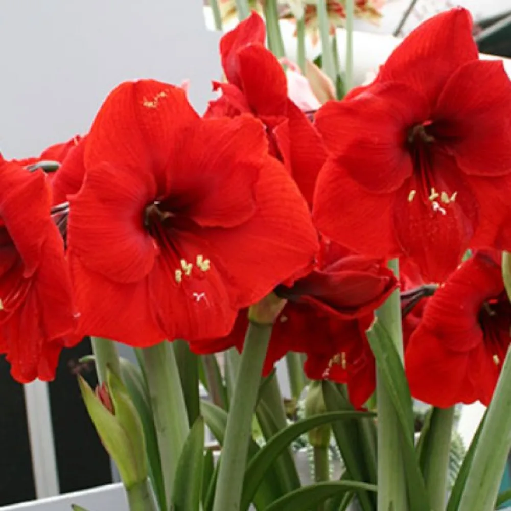 Amarilis Red lion (crveni)