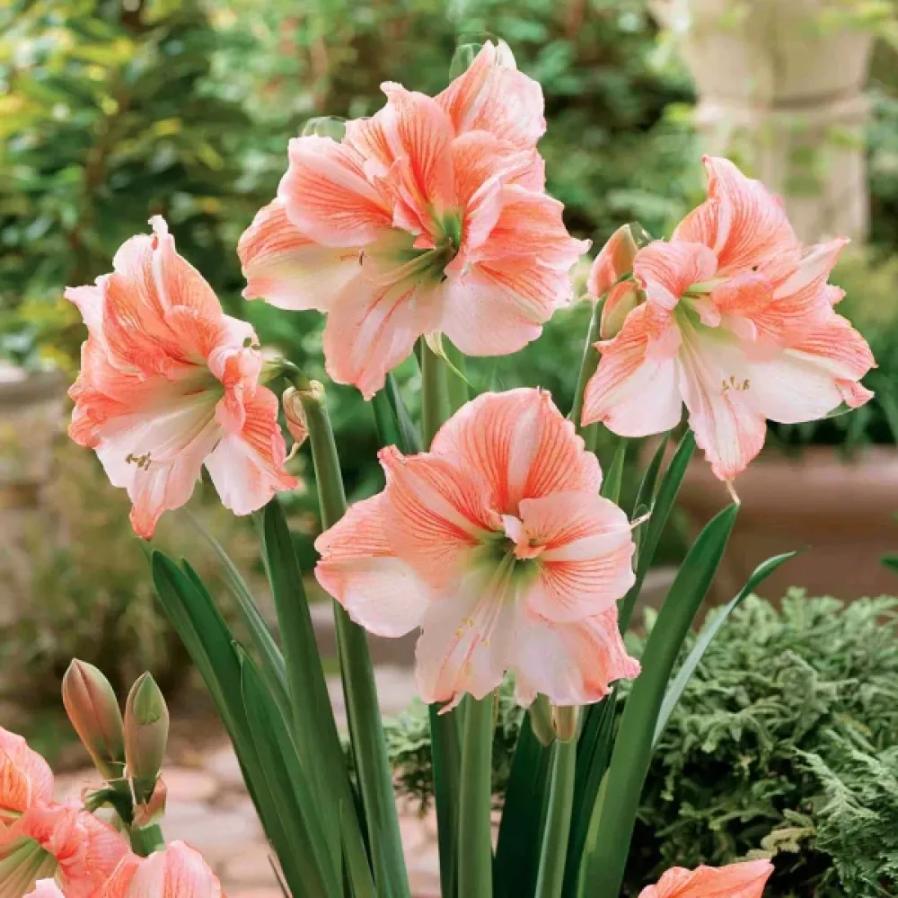 Amarilis King Star (breskvasti)