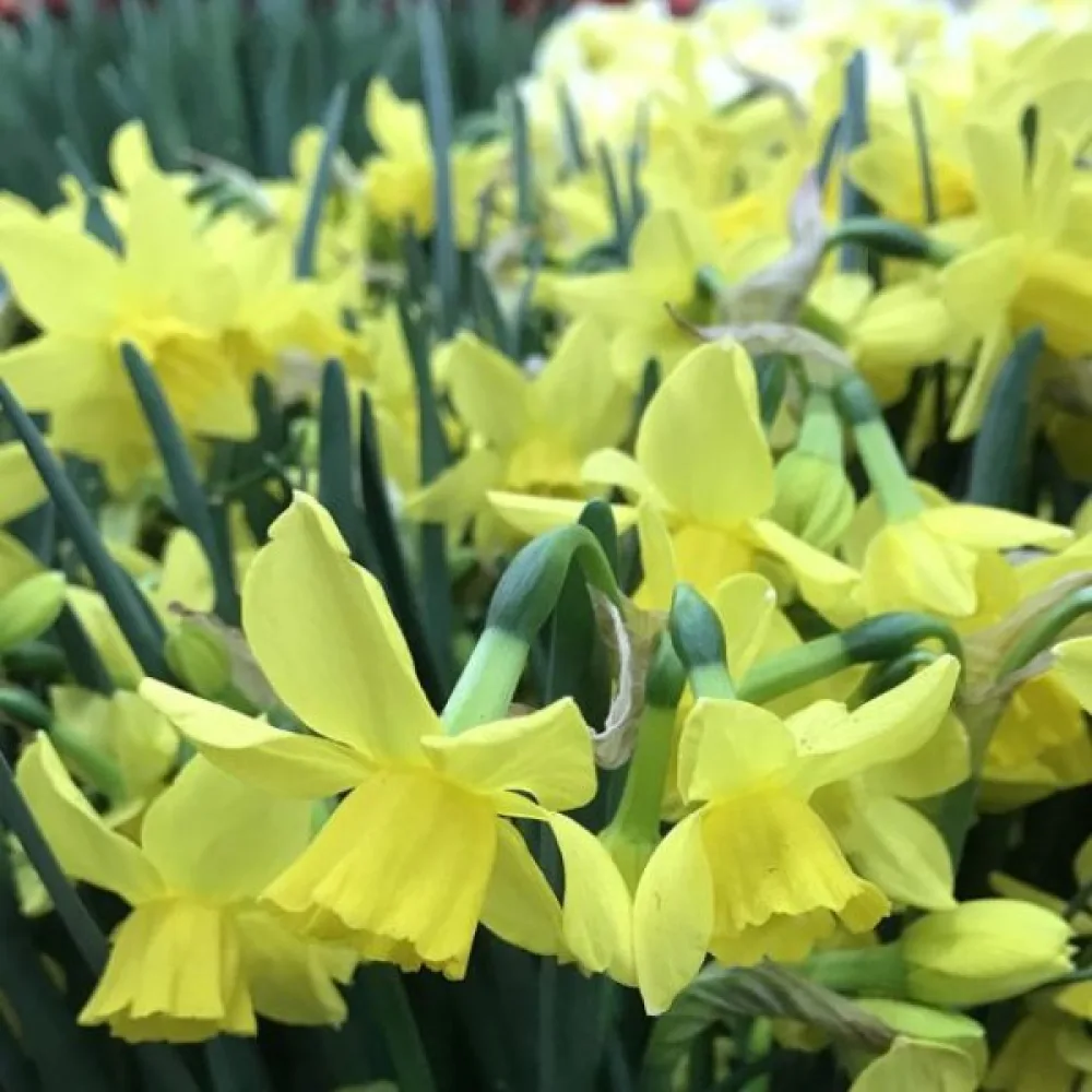 Narcis Yellow Sailboat (žuti)