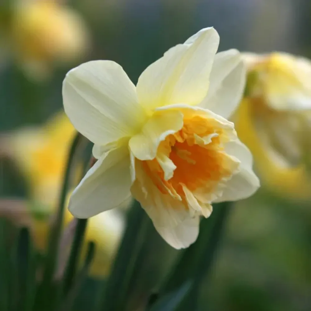 Narcis Eaton song