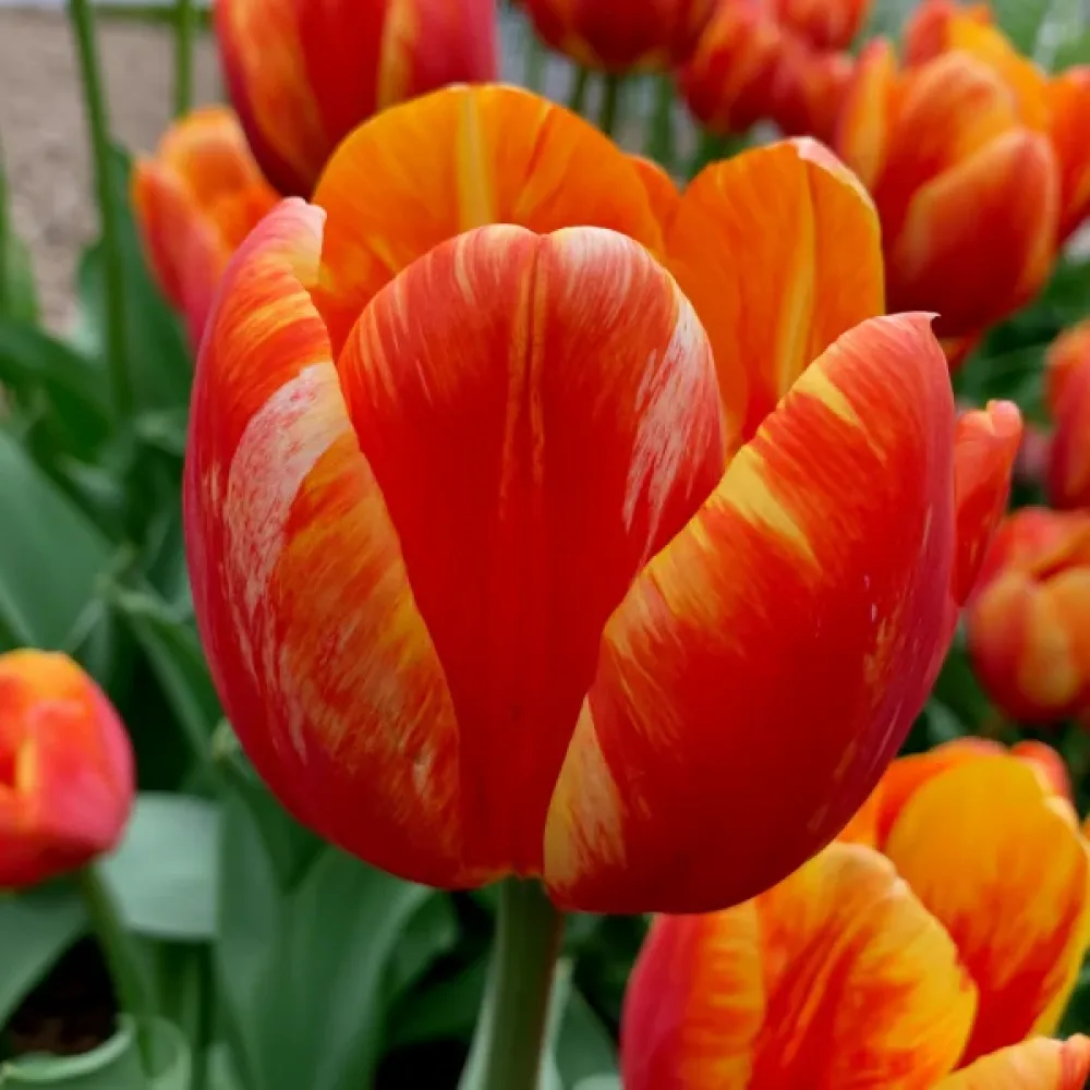 Tulipan Leo (crveni)