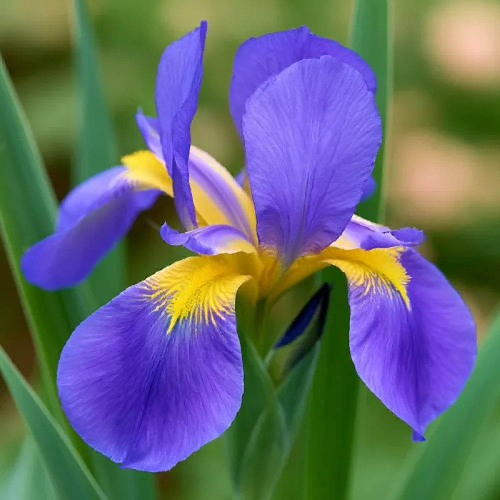 Iris Saphire Beauty Hollandica (safirni)