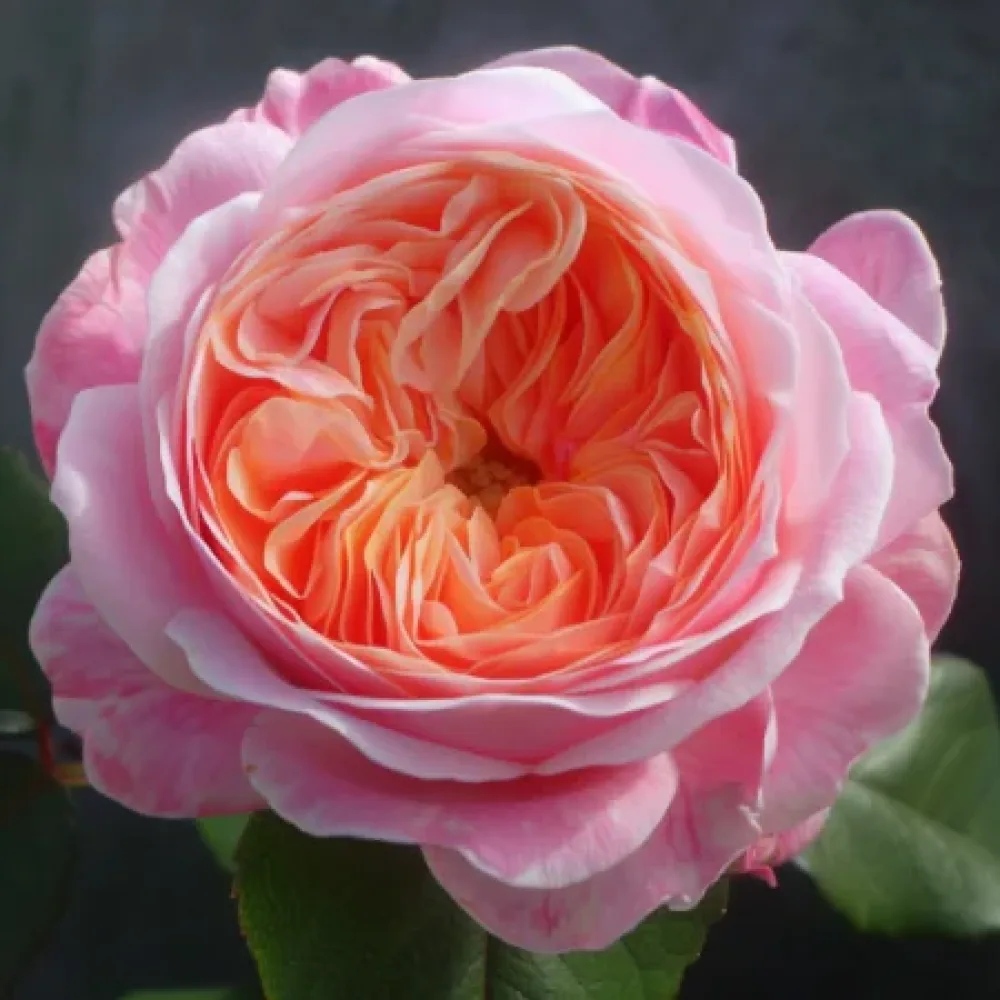 Ruža Biserna rosa - golog korijena