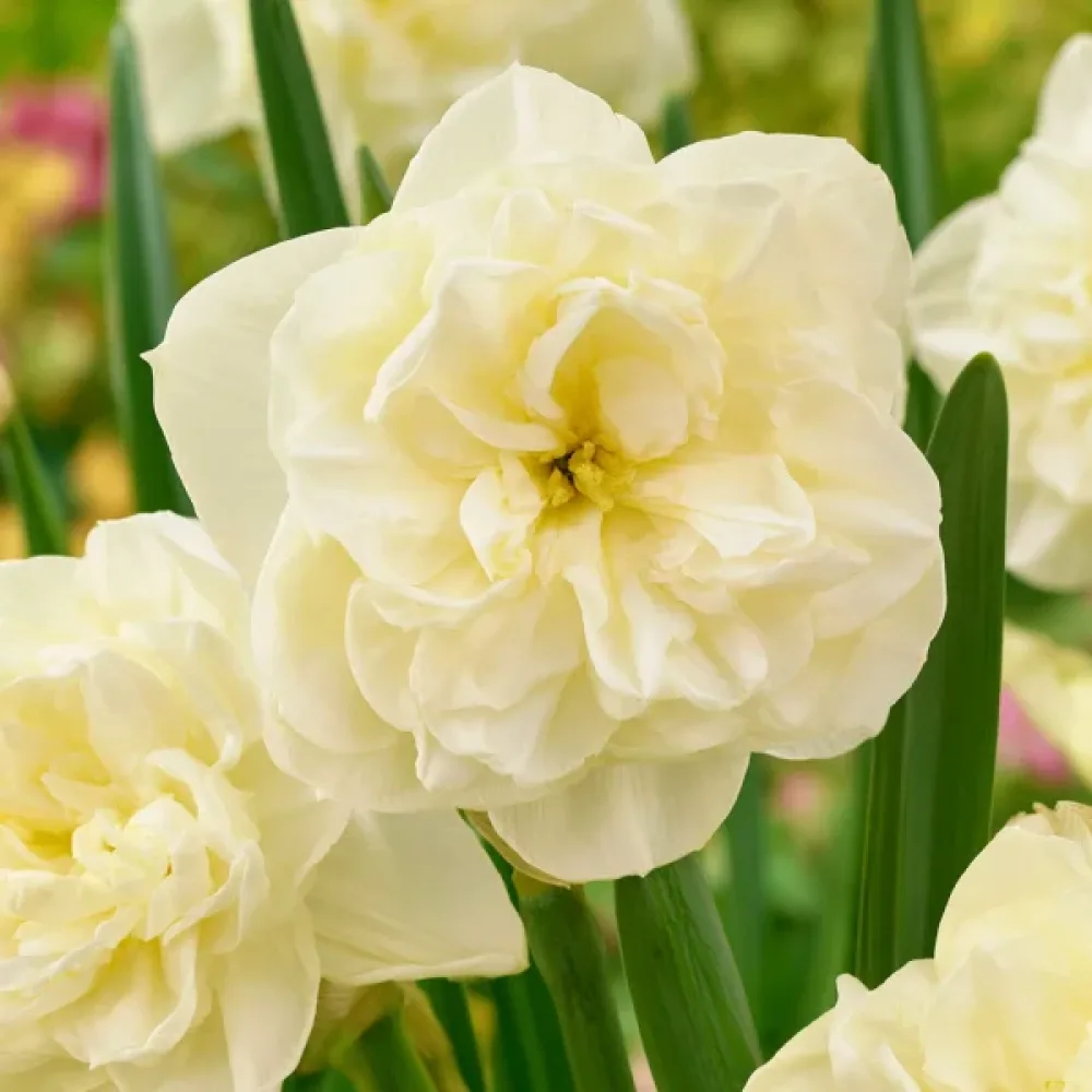 Narcis Obdam (krem)