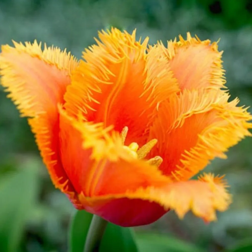 Tulipan Lambada (breskvasti)