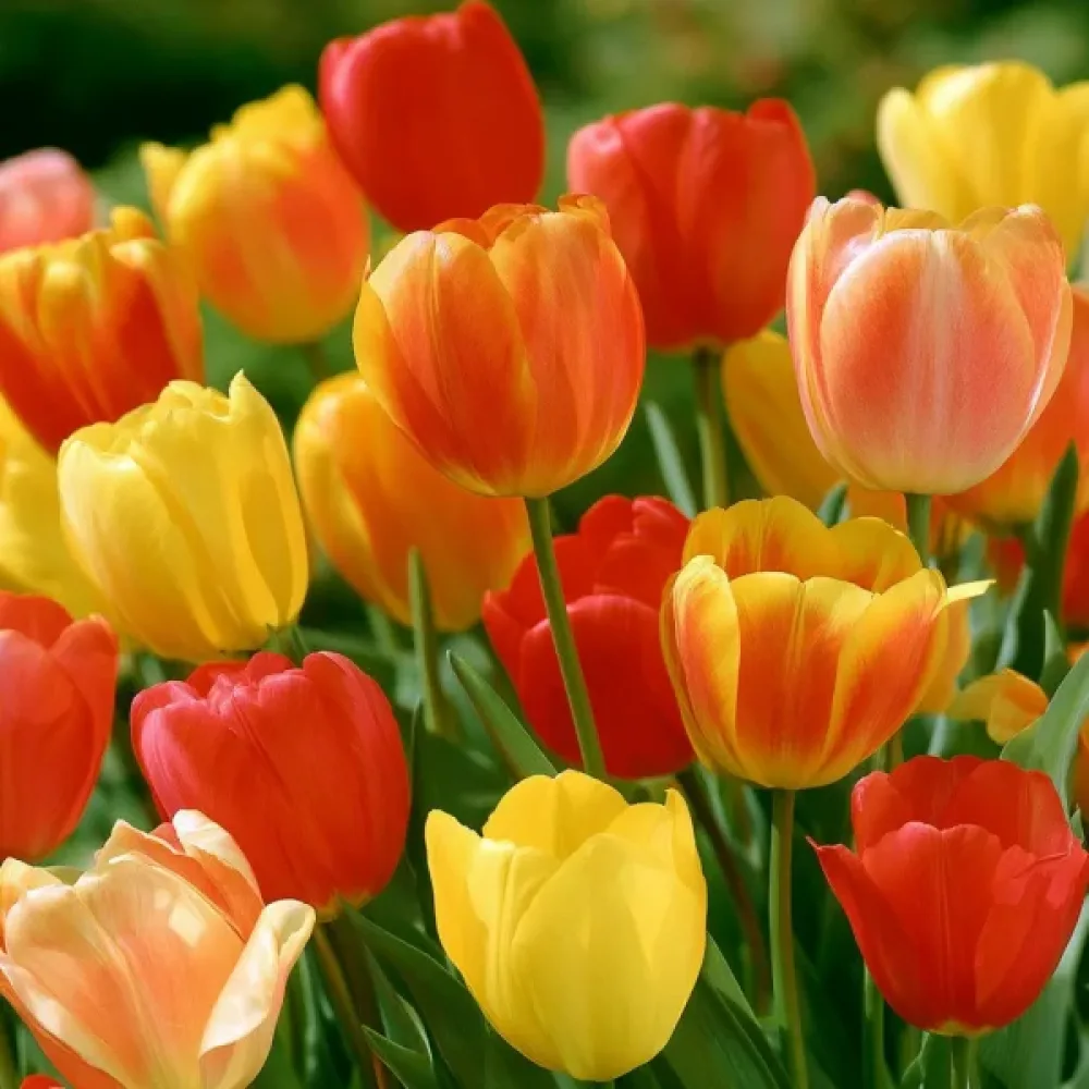 Tulipan Single Late Mixed (kasna mješavina)