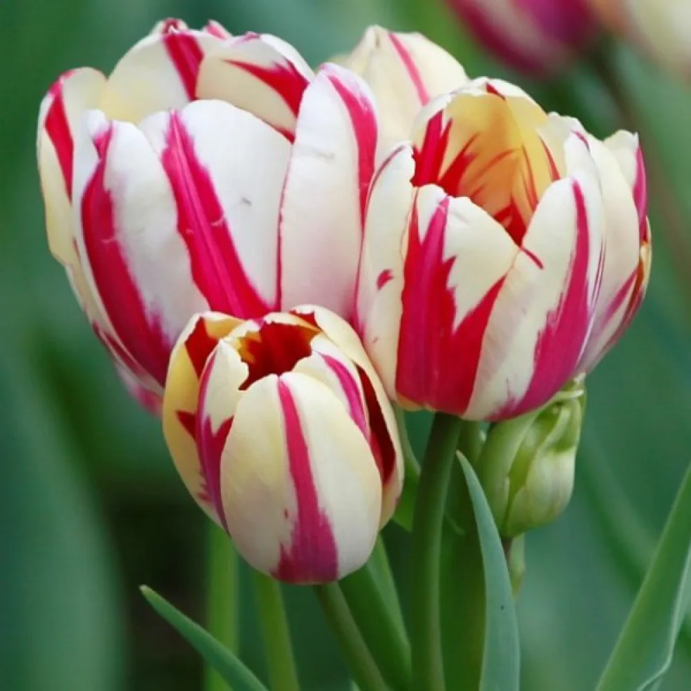 Tulipan Flaming Club