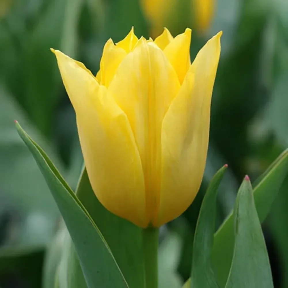 Tulipan Yellow Purissima (žuti)