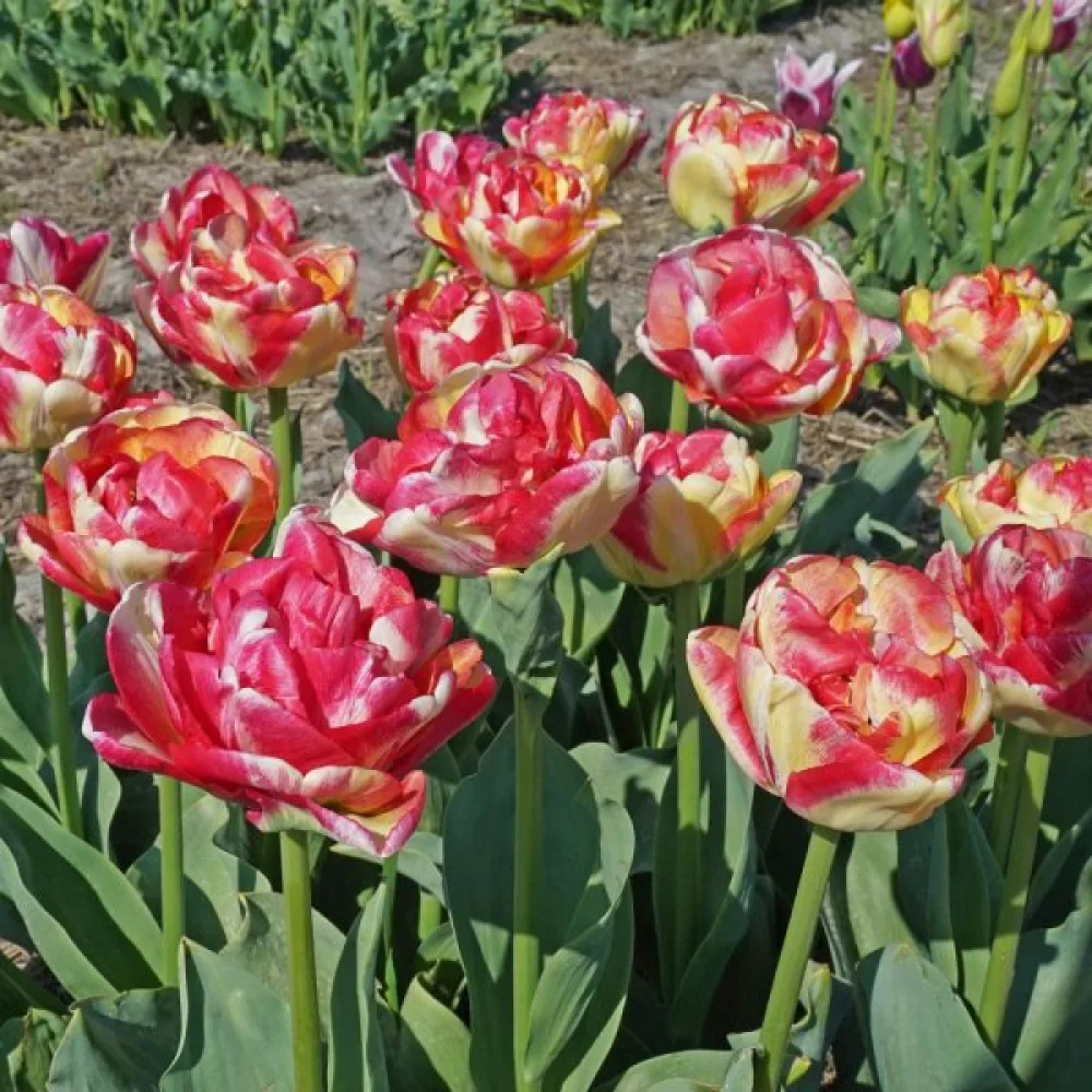 Tulipan Double Blizz (kremasti)