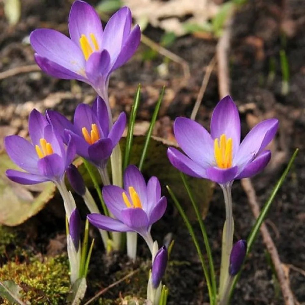 Šafran tommasinianus Whitewell Purple (ljubičasti)