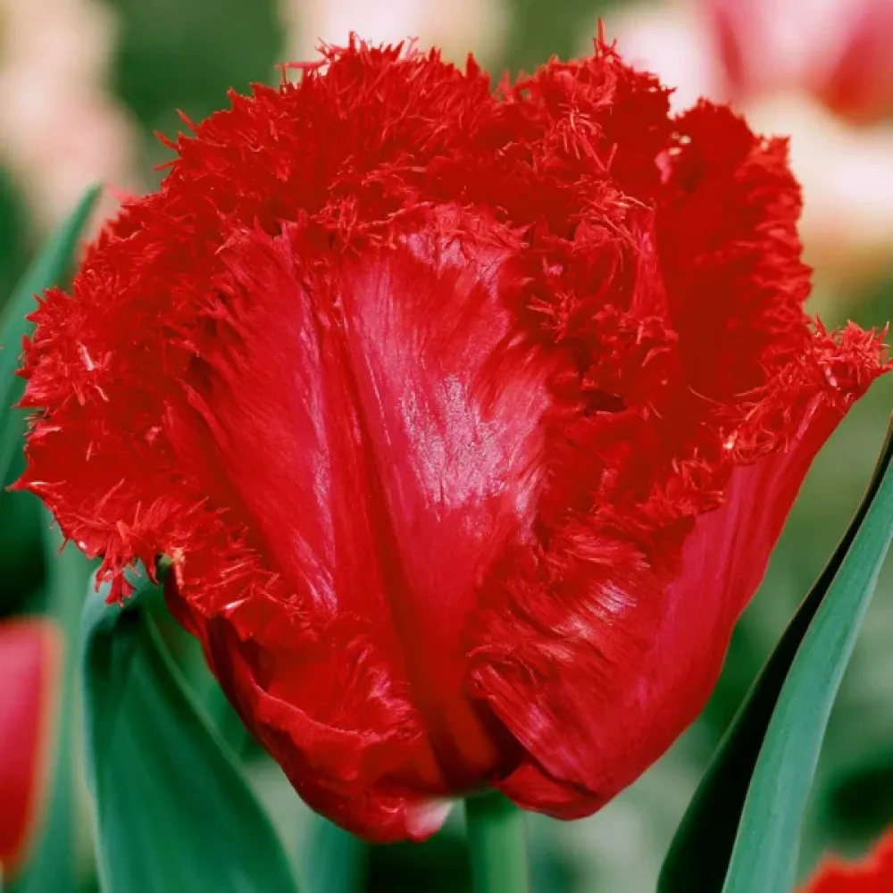 Tulipan Barbados (crveni)