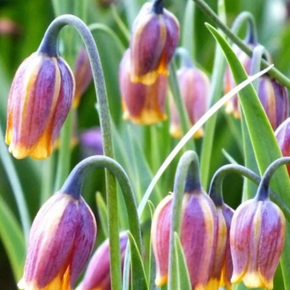 Kockavica Uva Vulpis (žuta)