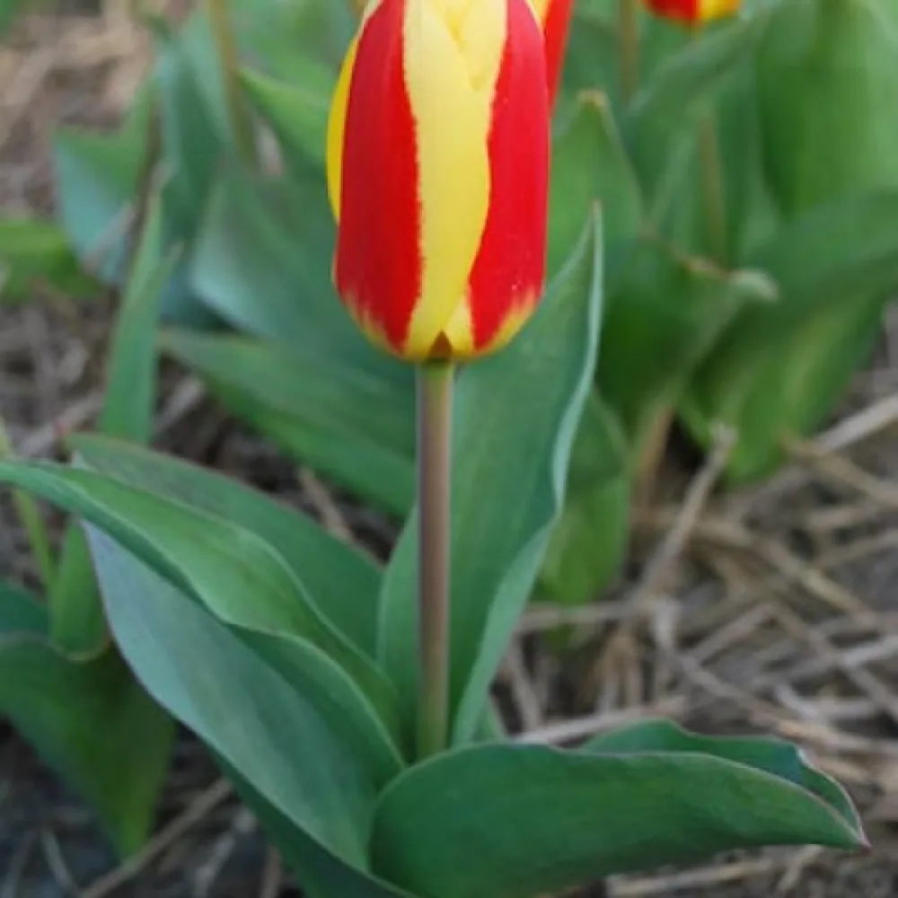 Tulipan Stresa (žuti)