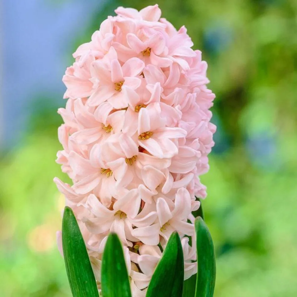 Zumbul Apricot passion (marelica)
