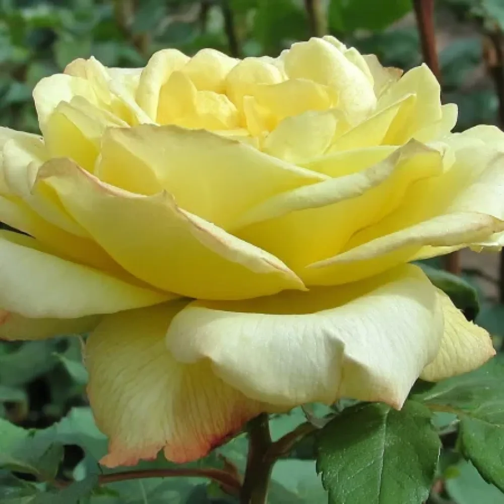 Ruža Radiant Gold (zlatna) - golog korijena