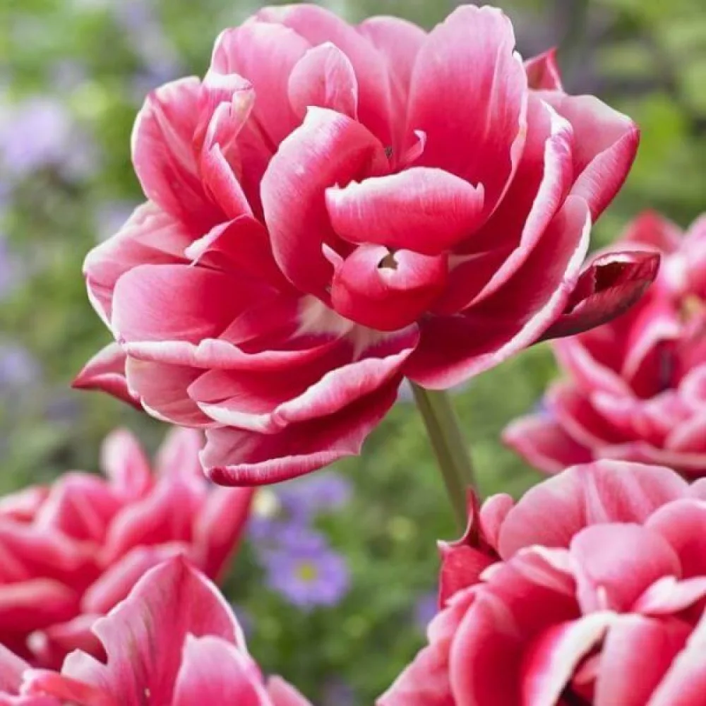 Tulipan Columbus (crveni)