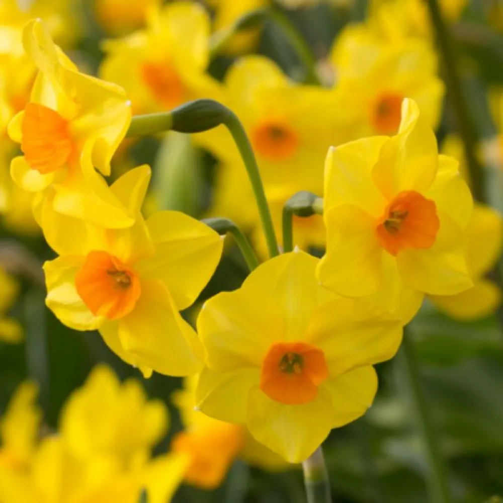 Narcis Martinette (narančasti)