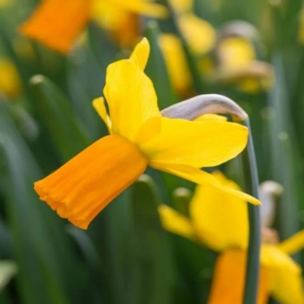 Narcis Jetfire