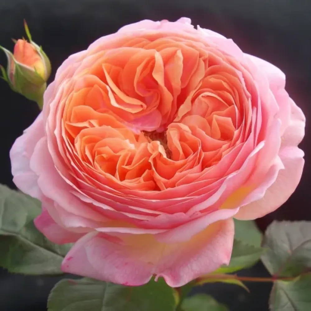 Ruža Biserna rosa - golog korijena
