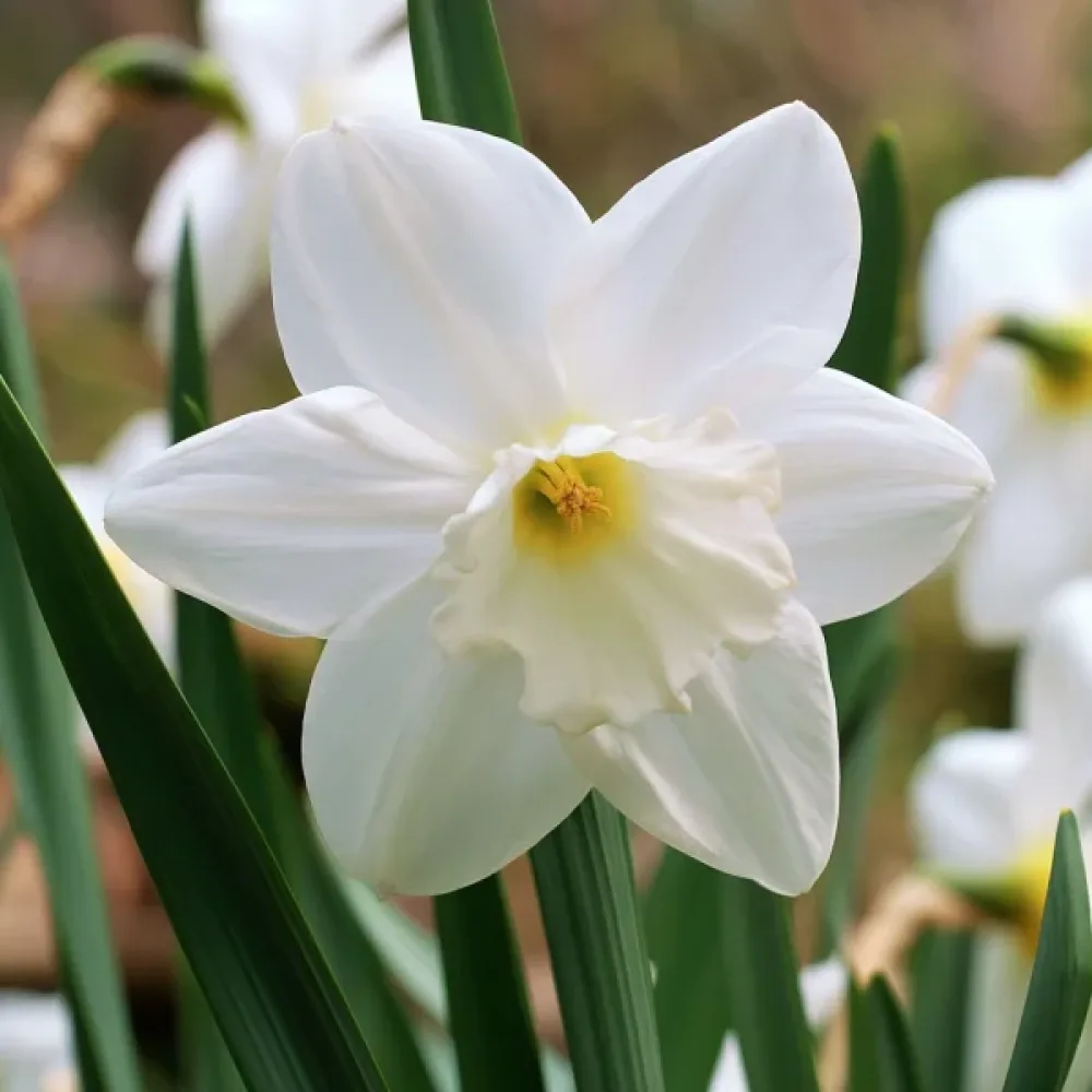 Narcis Lady Madonna