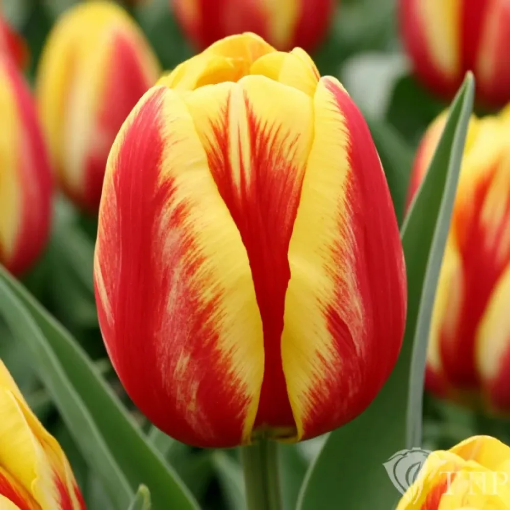 Tulipan Washington (dvobojni)