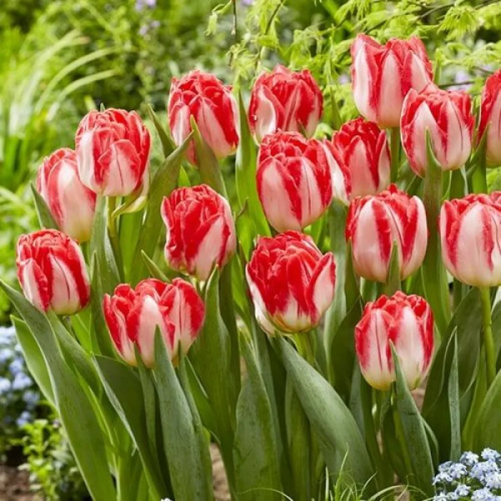 Tulipan Pink Delight (ružičasti)