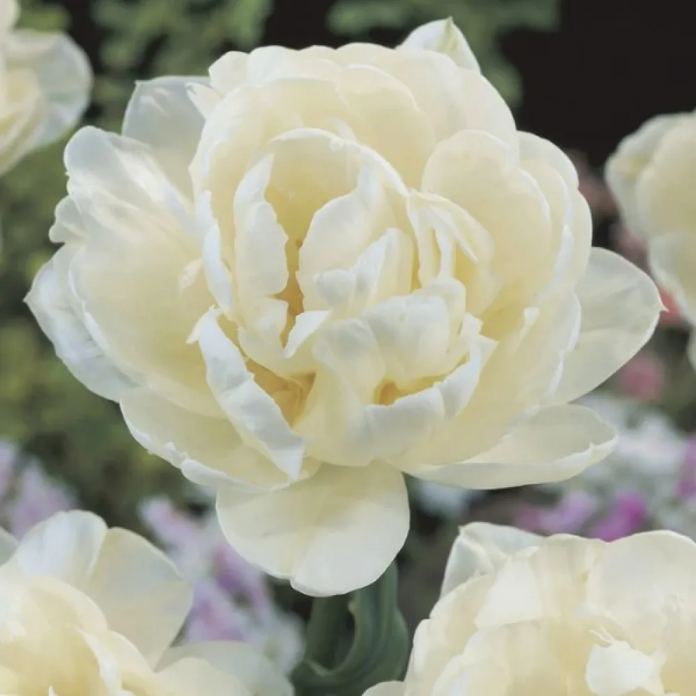 Tulipan Mount Tacoma (bijeli)