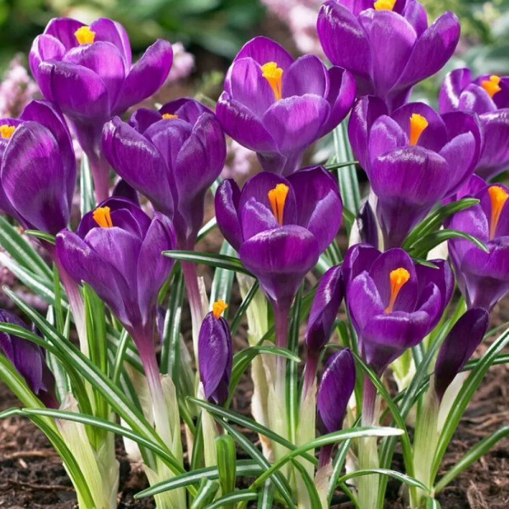 Krokus Flower Record (ljubičasti)