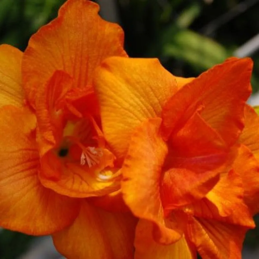 Frezija Double Orange (narančasta puna)