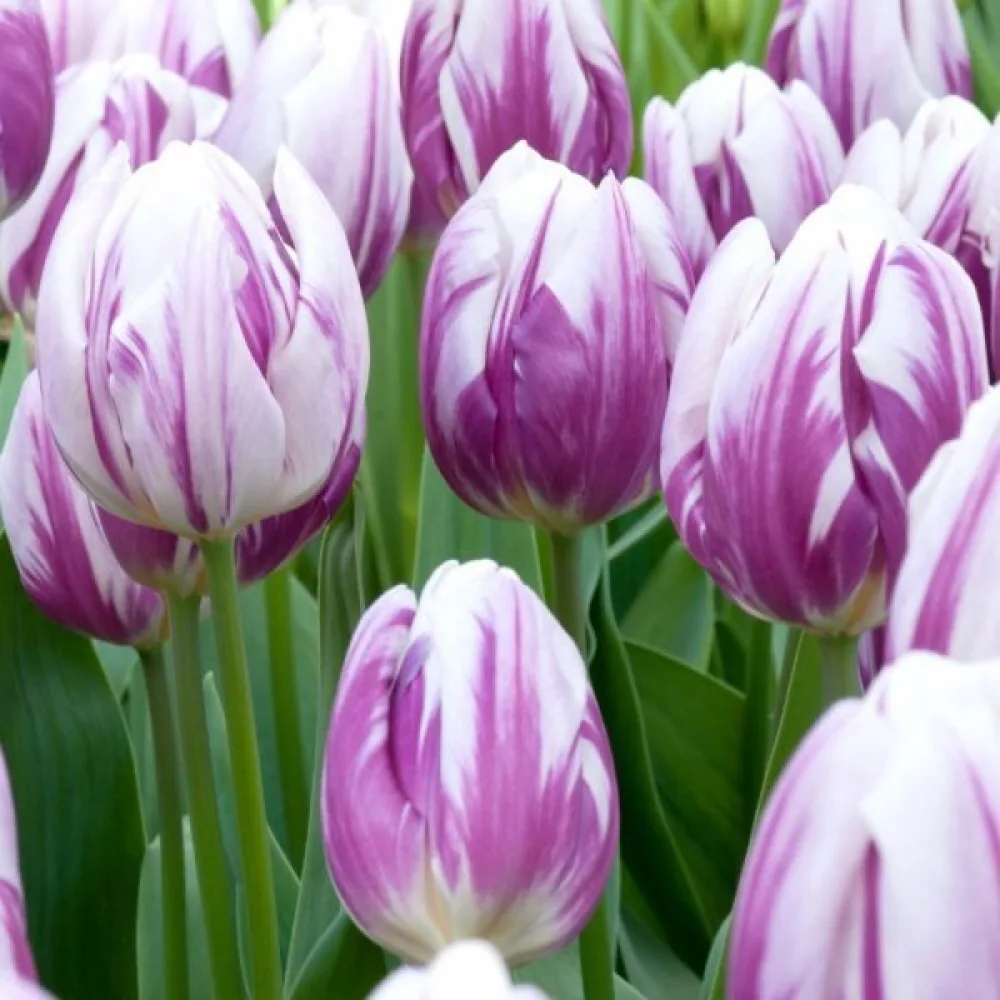 Tulipan Flaming flag