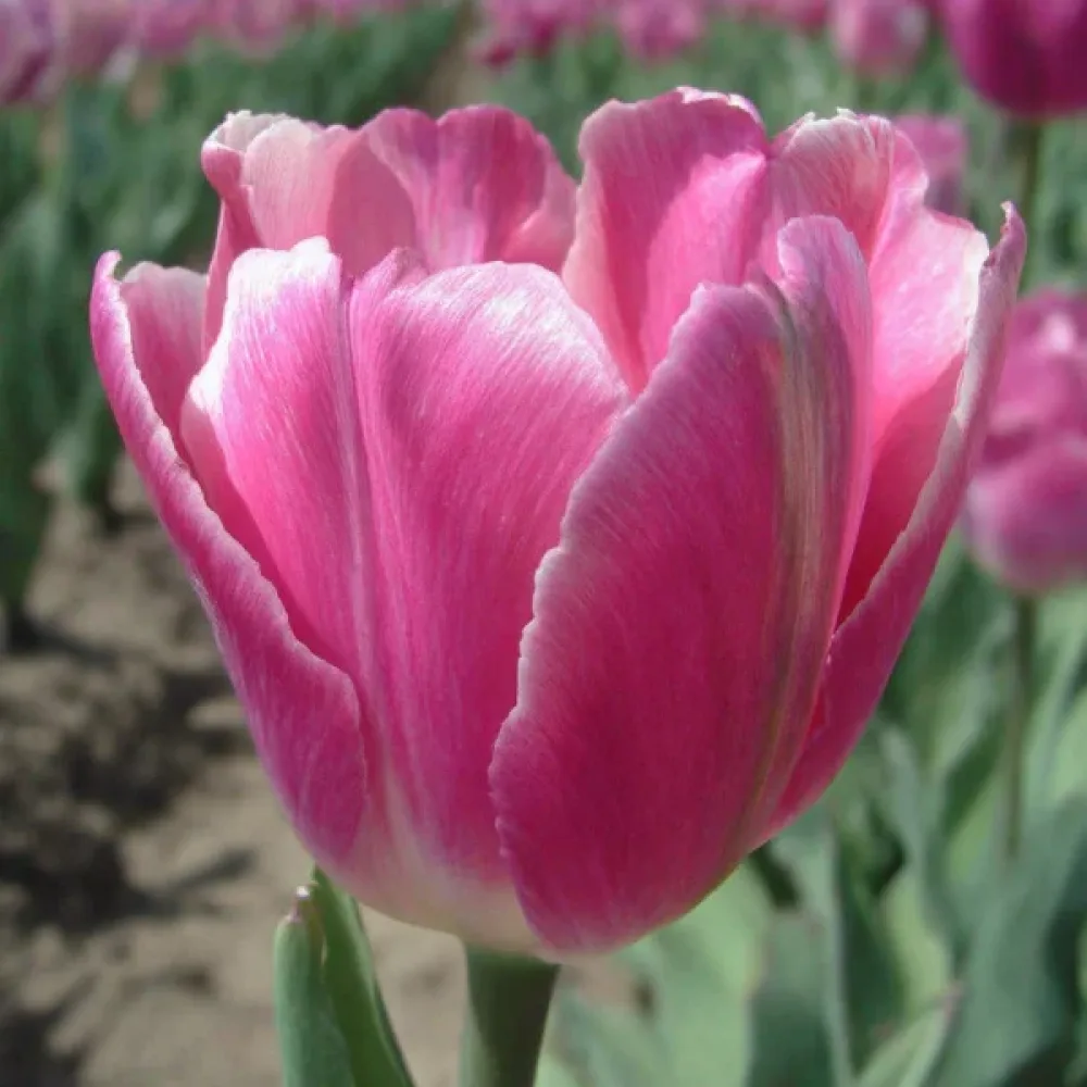Tulipan Jumbo pink (ružičasti)