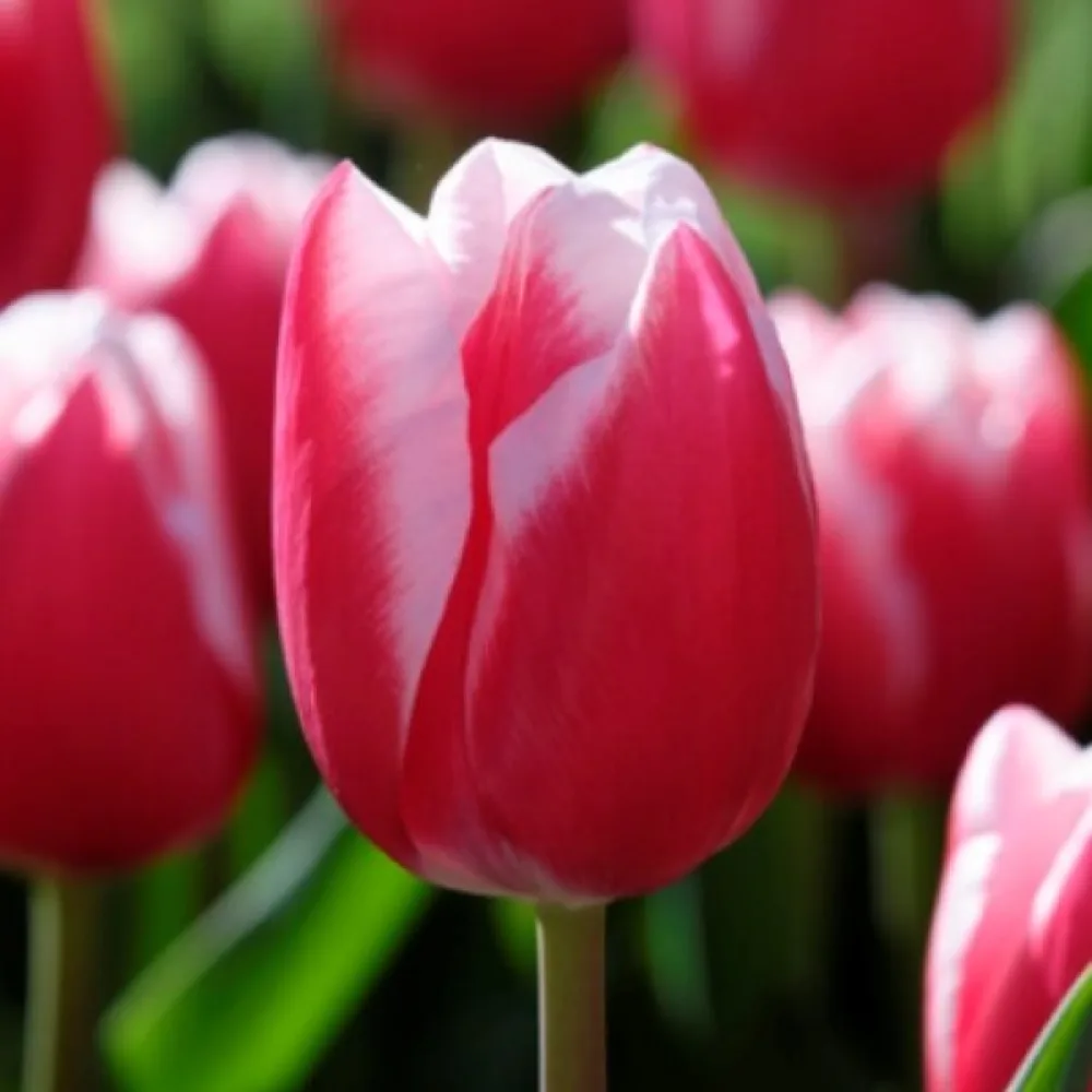 Tulipan Leen Van Der Mark (crveno-bijeli)