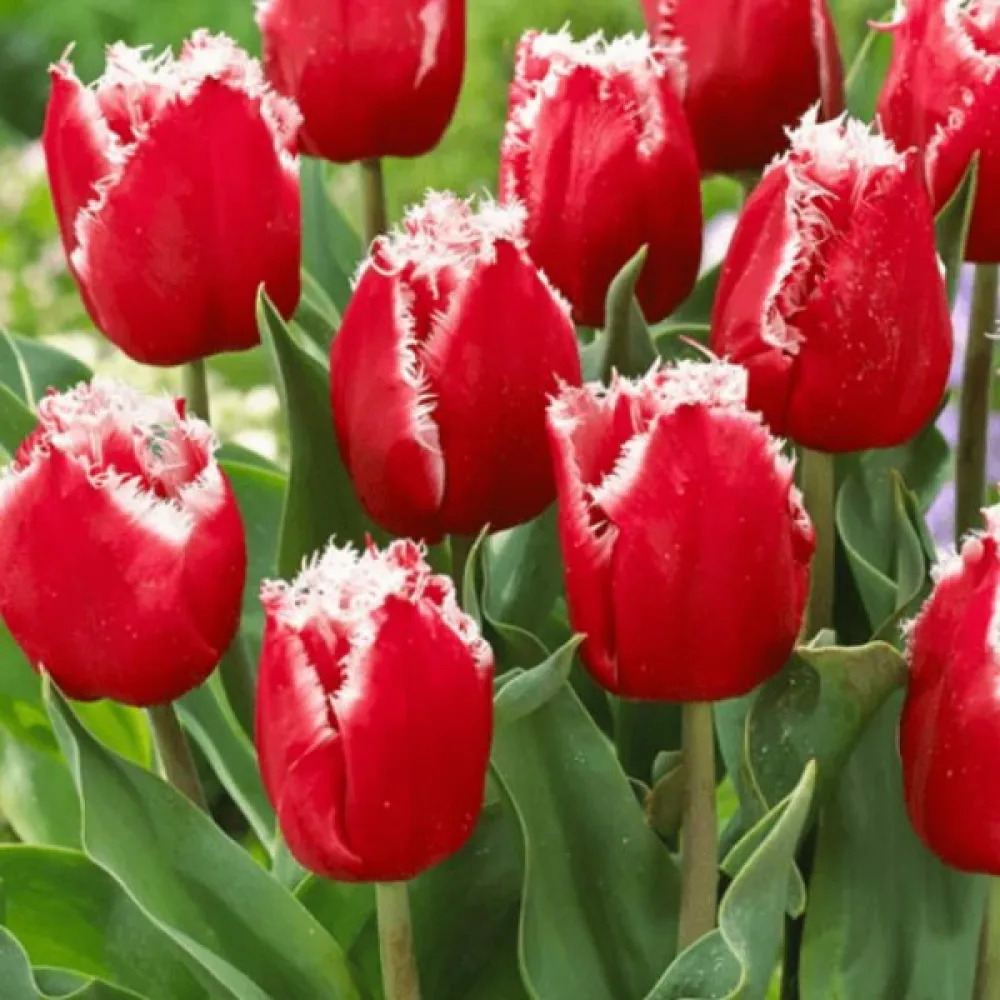Tulipan NEW SANTA (crveni)