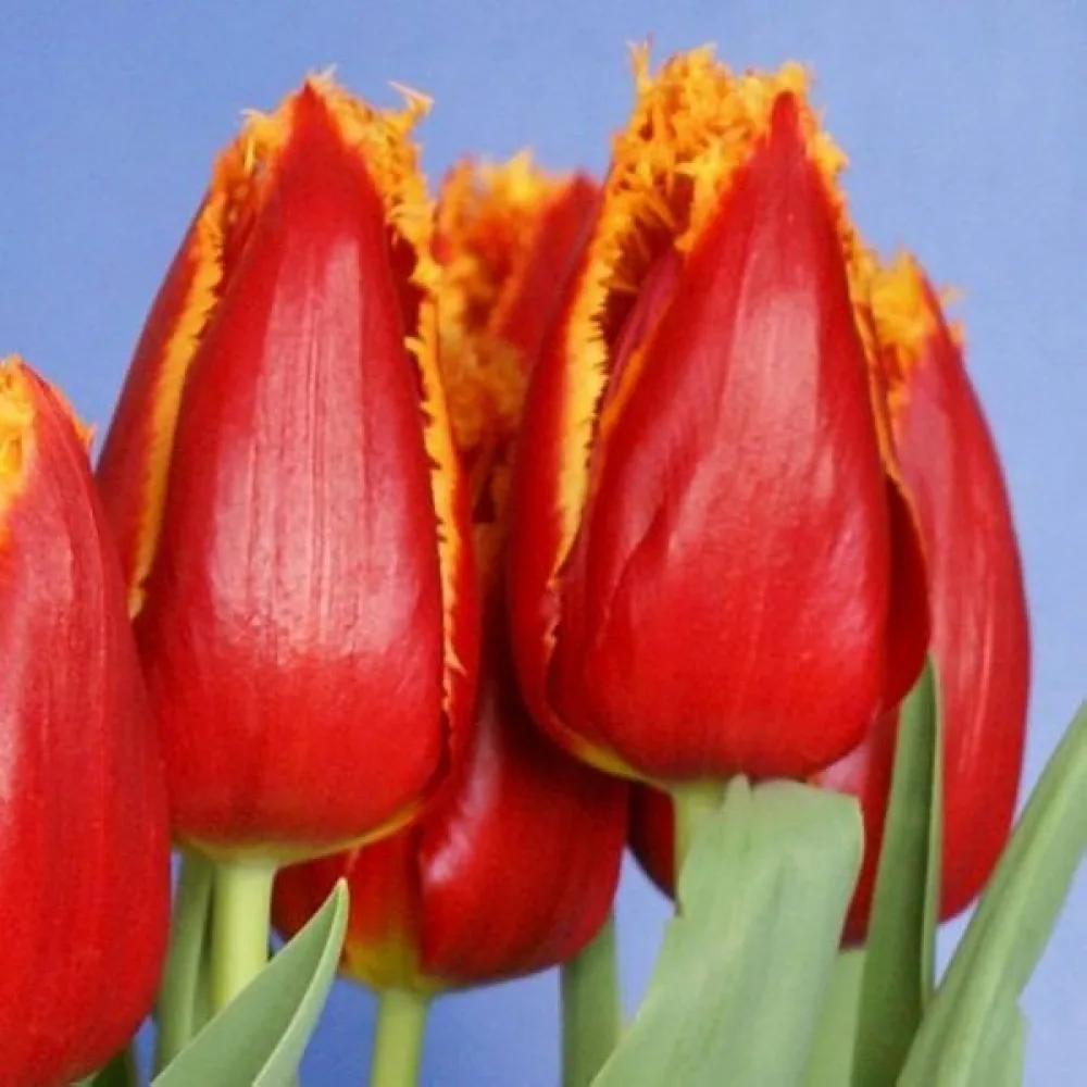 Tulipan Fabio (žuti)