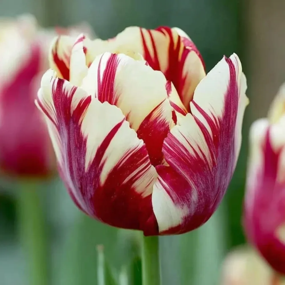 Tulipan Grand Perfection (šareni)