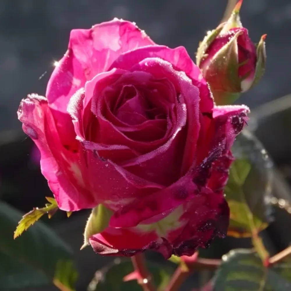 Ruža Dancing Petal - golog korijena