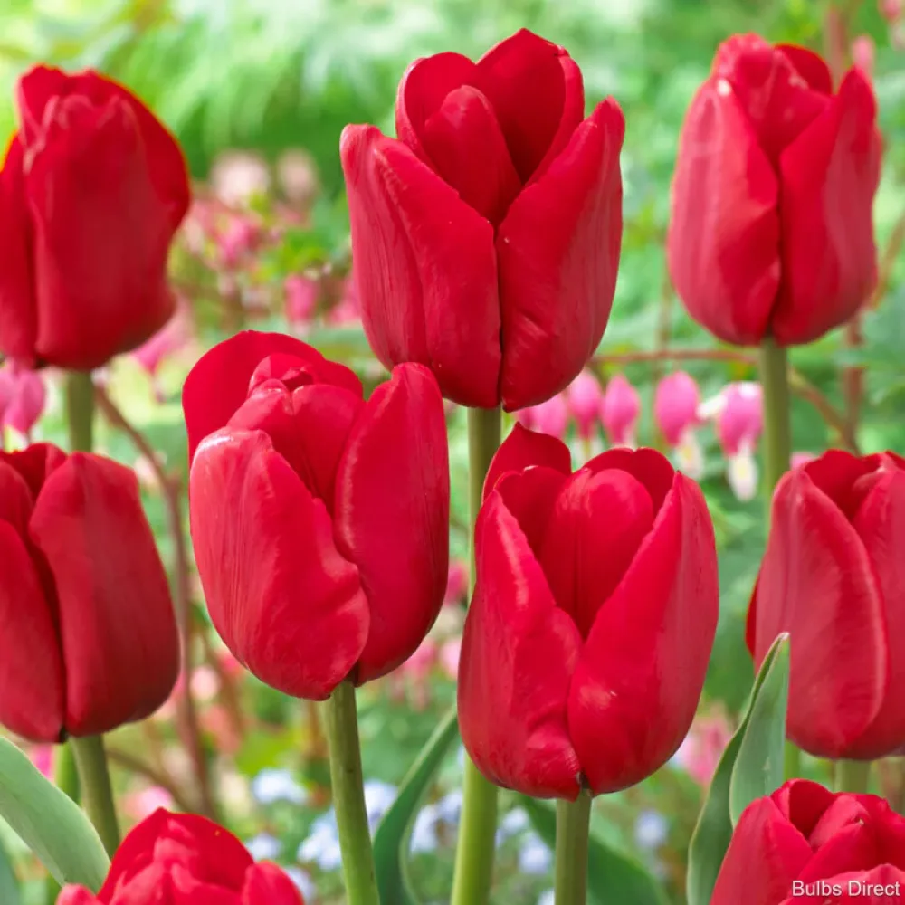 Tulipan Ile de France (zeleni)