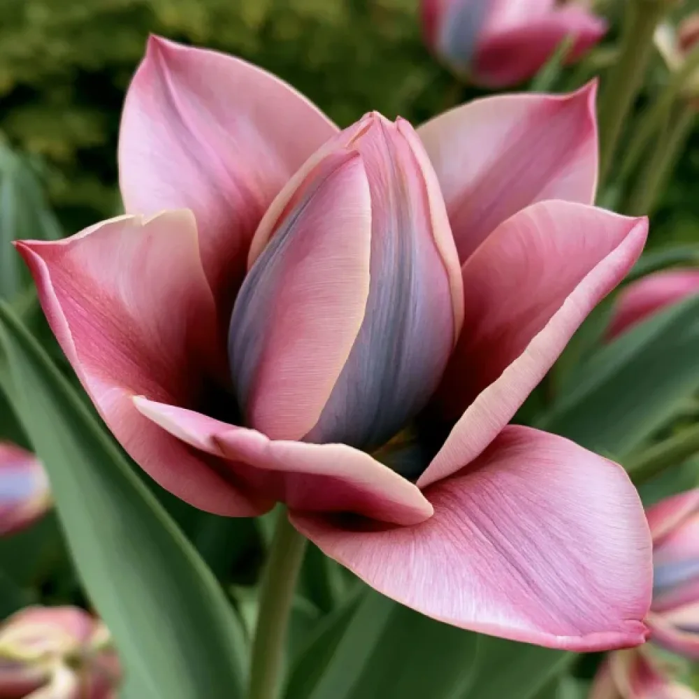 Tulipan Danique (ružičasti)