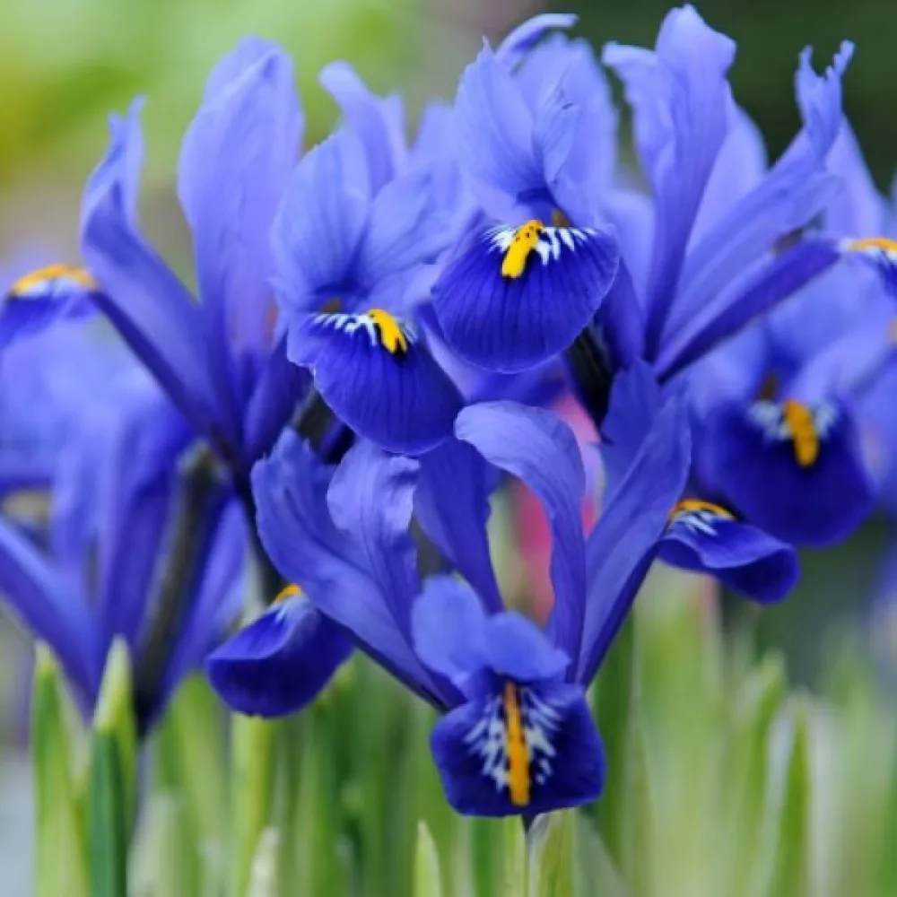Iris Harmony Reticulata (plavi)