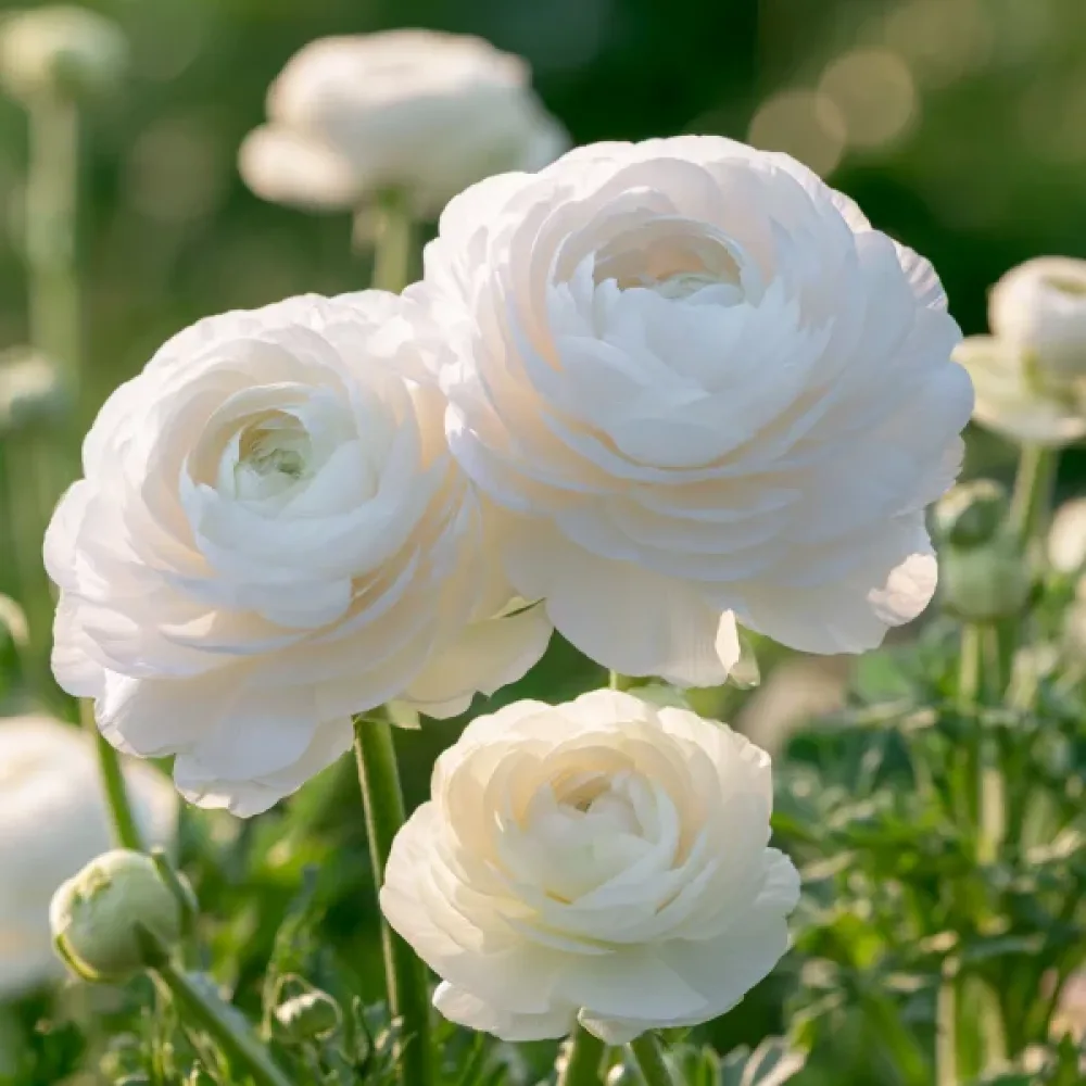 Ranunkulus White Tomer (bijeli)